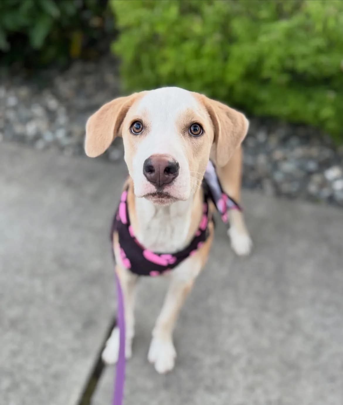 Süße Cindy – Beagle-Labrador-Mix, braun female puppy Mixed Breed for adoption at Petsearch.ch, Zurich
