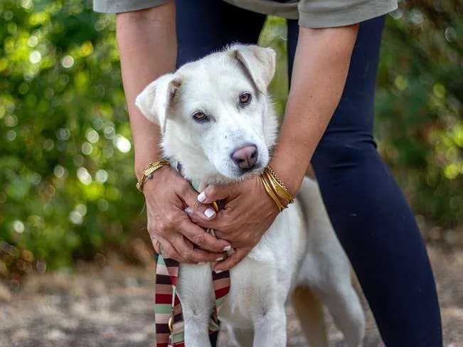 MARA, sanfte Mischlingshündin, ca. 3 Jahre, 49cm, 16kg, female 3yo Mixed Breed for adoption at Petsearch.ch, Zurich