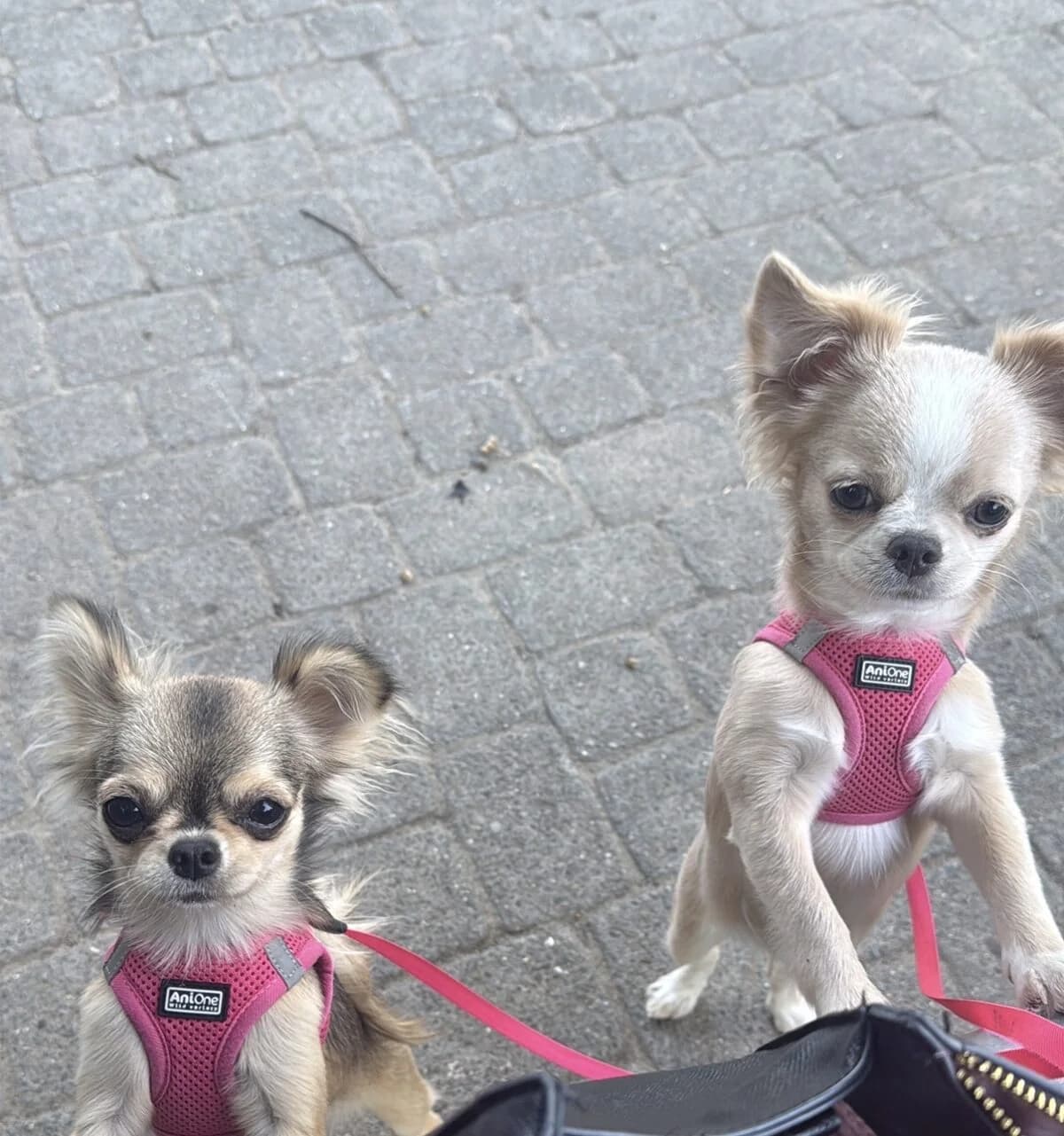 Chihuahua Welpen, female puppy Mixed Breed for adoption at Petsearch.ch, Zurich