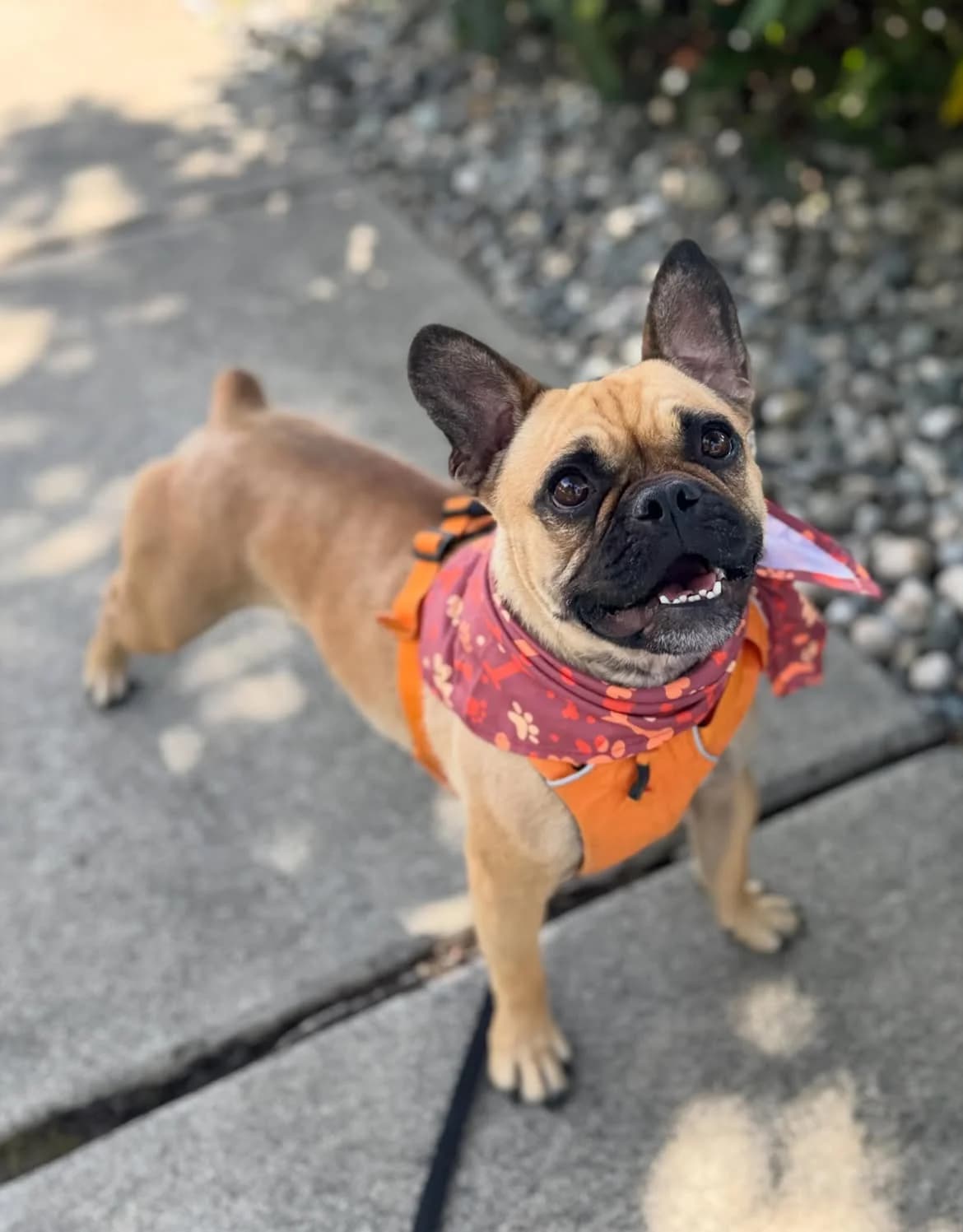 Bobby – lieber French-Bulldog-Mops-Mix, male puppy Mixed Breed for adoption at Petsearch.ch, Zurich