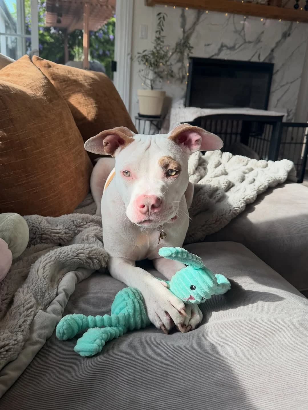 hübsche American Bully Hündin, female puppy Mixed Breed for adoption at Petsearch.ch, Zurich
