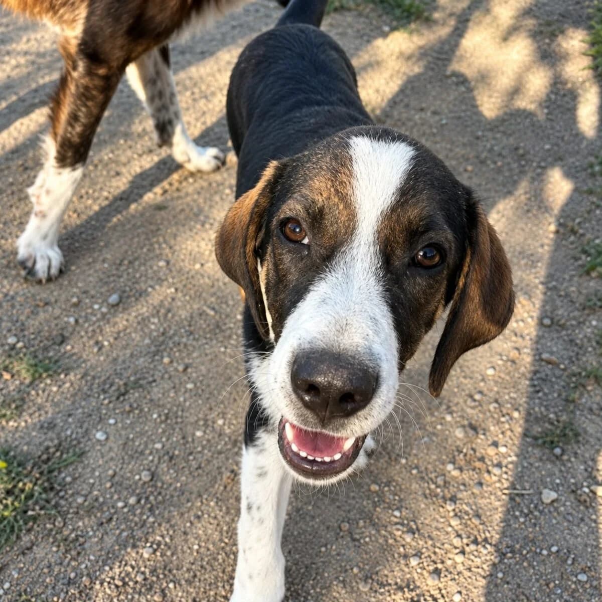 Marty – mutiger Welpenjunge sucht sein Zuhause, male puppy Mixed Breed for adoption at Petsearch.ch, Zurich