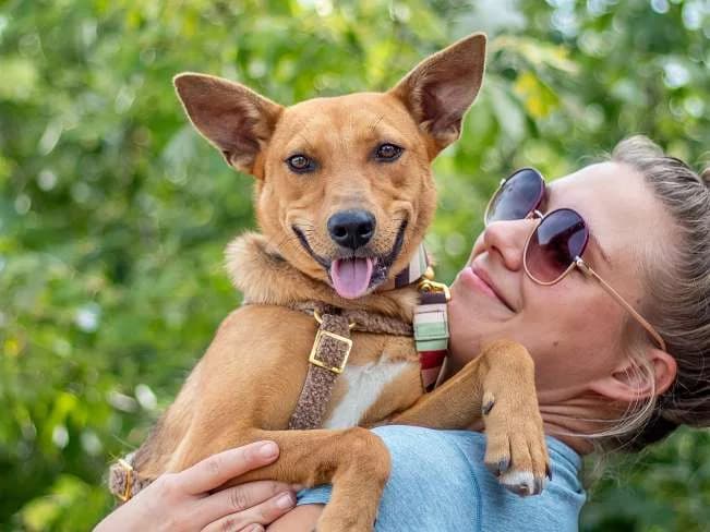 NIKITA, fröhliche Mischlingshündin, ca. 1 Jahr, 44cm, 13kg, female 3yo Mixed Breed for adoption at Petsearch.ch, Zurich