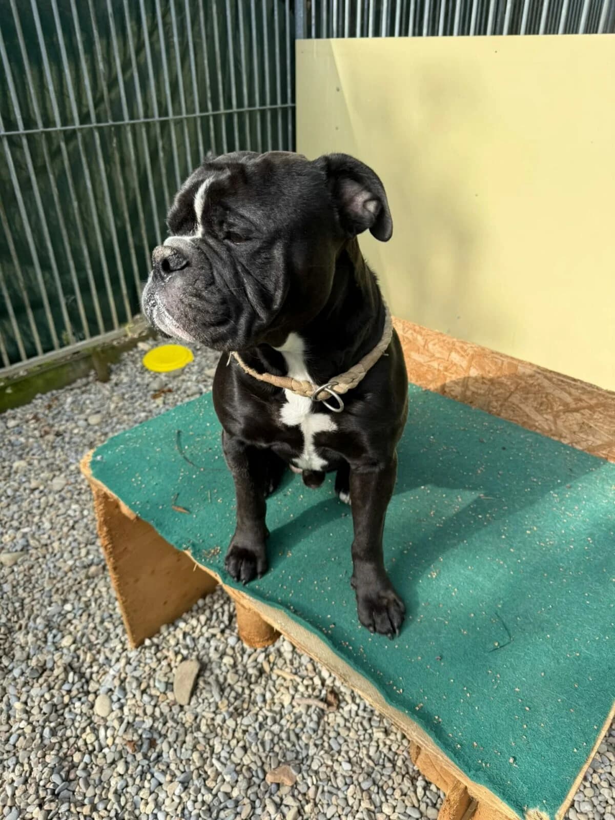 herzensguter, verpsielter OLLI (m, 3J.) sucht ein neues Für-Immer-Zuhause, male puppy Mixed Breed for adoption at Petsearch.ch, Zurich
