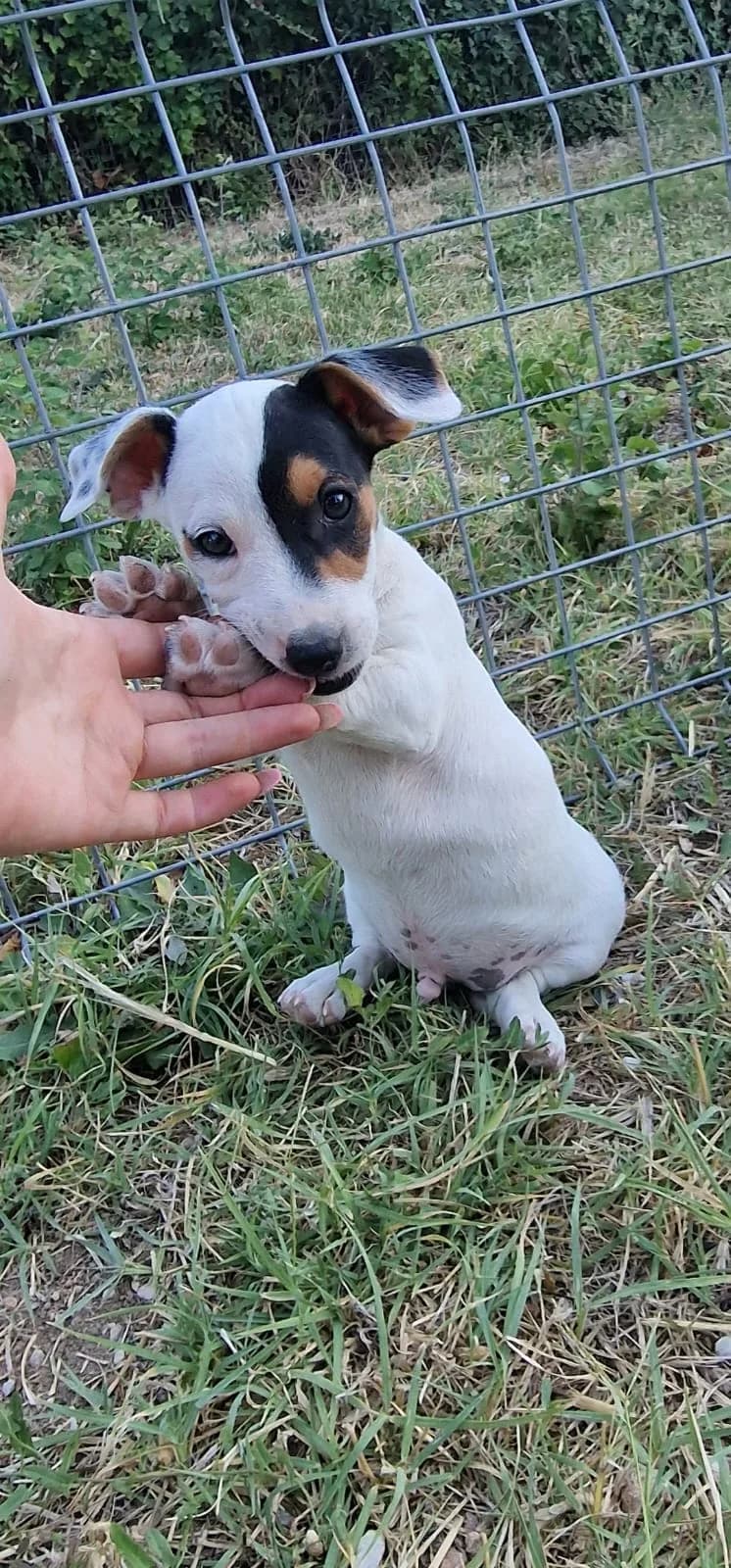 Jack Russell Welpe, male young Mixed Breed for adoption at Petsearch.ch, Zurich