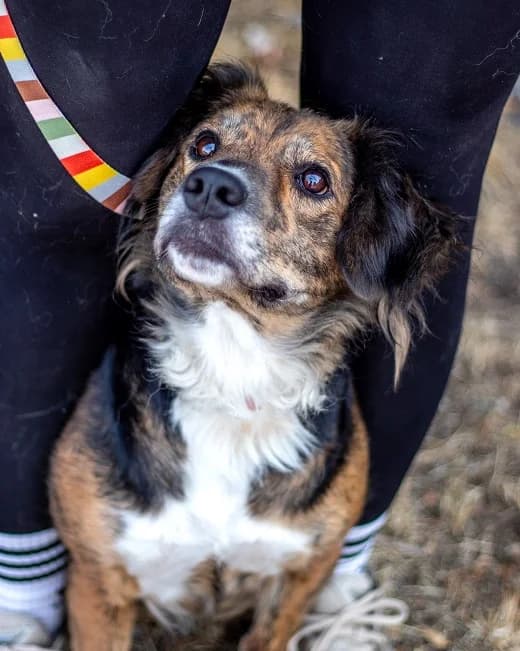 MICI, lebhafte Mischlingshündin, ca. 3 Jahre, 39cm, 17kg, female 3yo Mixed Breed for adoption at Petsearch.ch, Zurich