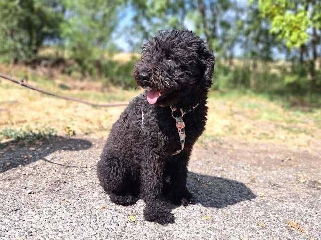 YASSO, ängstlicher Mischlingsrüde, ca. 1 Jahr, 45cm, 14kg, male 3yo Mixed Breed for adoption at Petsearch.ch, Zurich