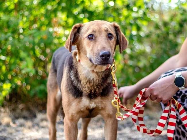 SUMMER, noch schüchterne Mischlingshündin, ca. 2 Jahre, 50cm, 18,5kg, female 3yo Mixed Breed for adoption at Petsearch.ch, Zurich