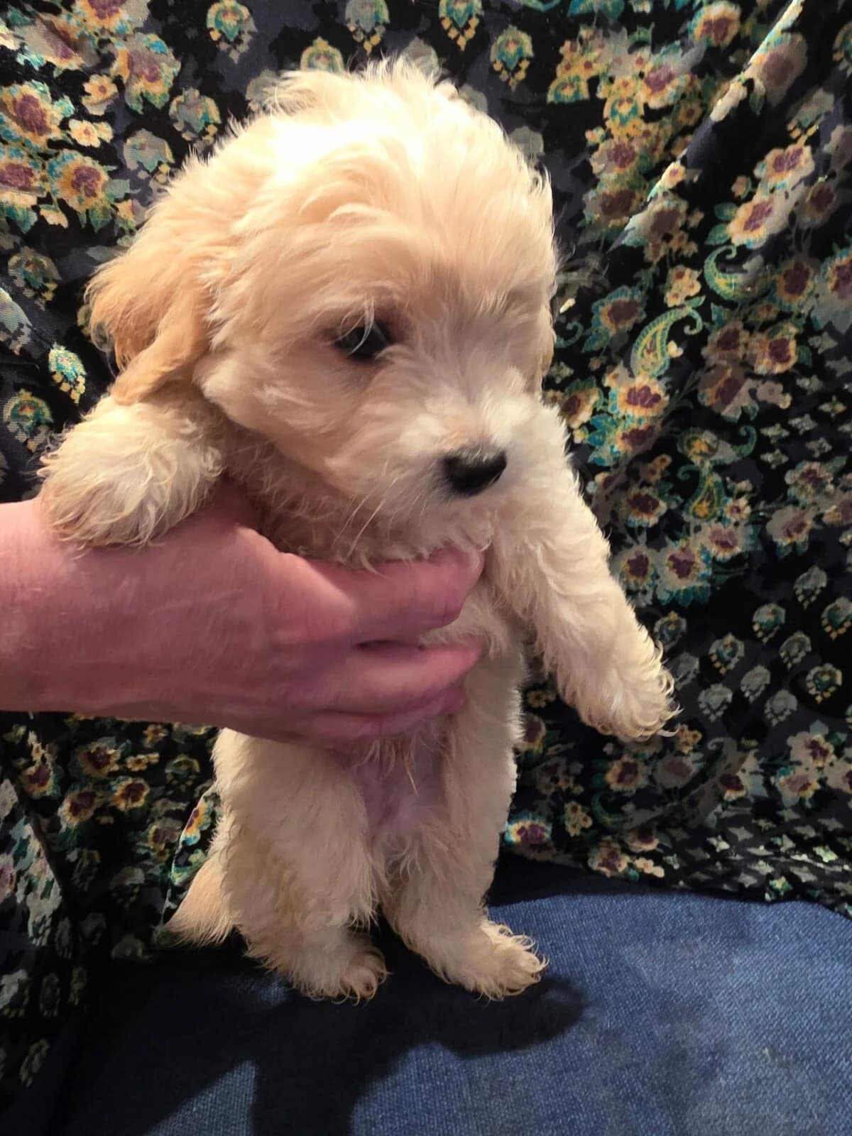Maltipoo, male puppy Mixed Breed for adoption at Petsearch.ch, Zurich