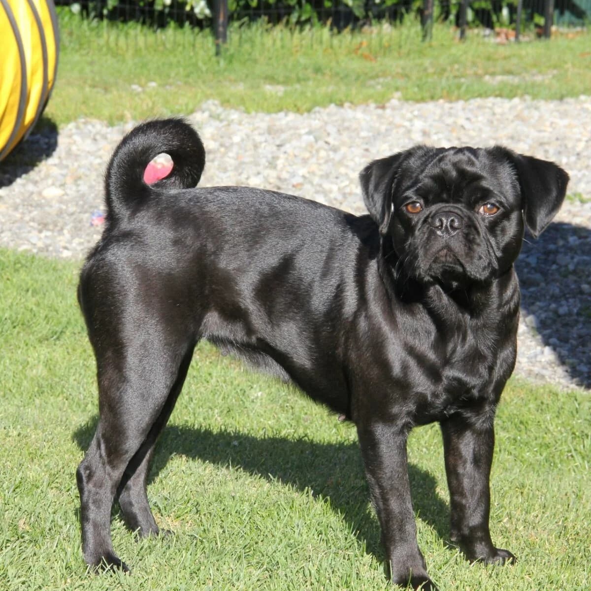 Retro-Mops Hündin, female 3yo Mixed Breed for adoption at Petsearch.ch, Zurich