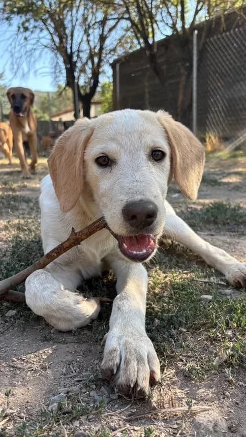 Jacob – süßer Welpenjunge möchte endlich gesehen werden, male puppy Mixed Breed for adoption at Petsearch.ch, Zurich