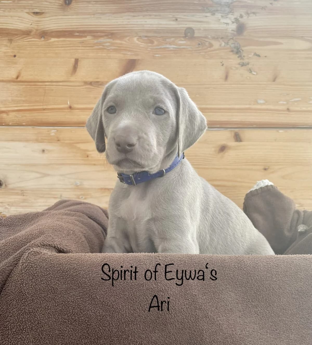 Weimaraner Welpen Zwinger from Spirit-of-Eywa, Mixed Breed (Petsearch.ch)