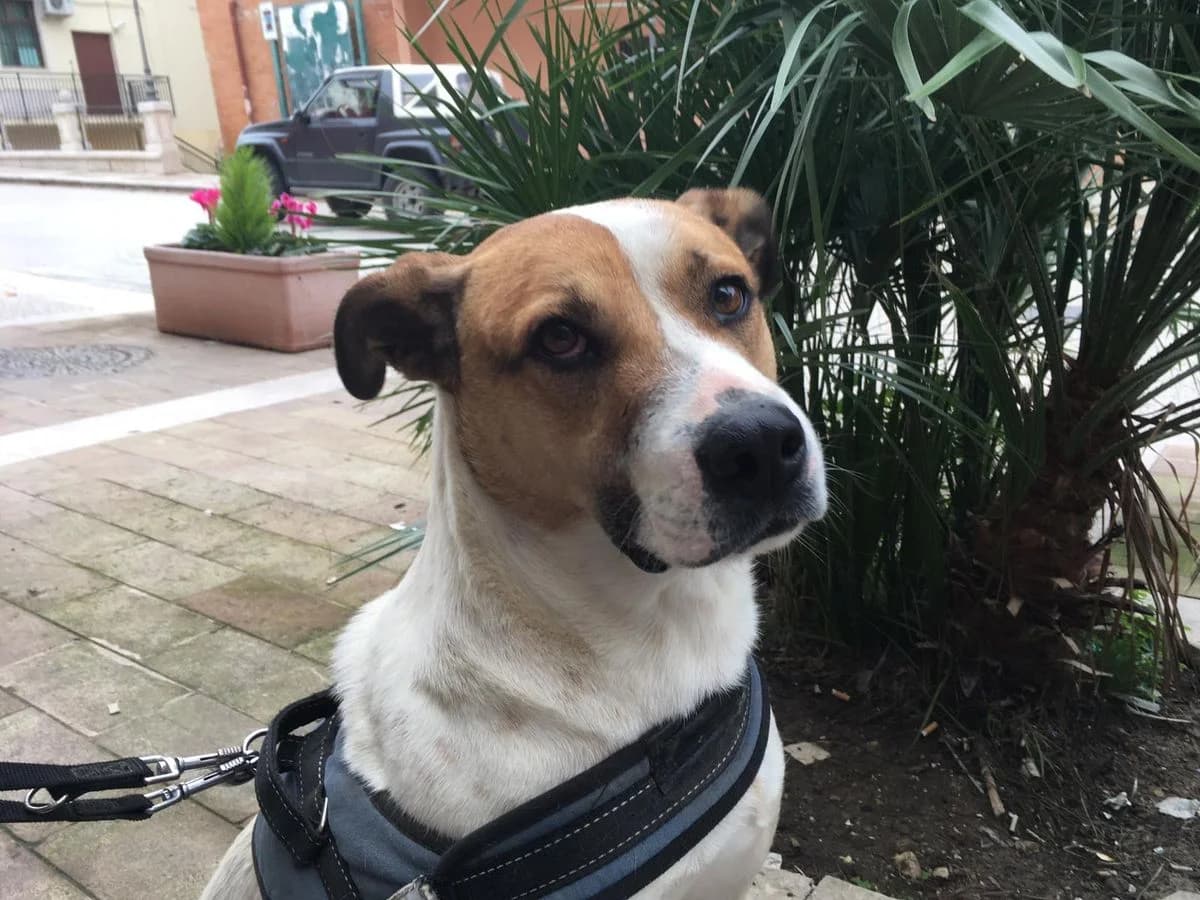 Bobby aus Sizilien sucht seine Menschen, male young Mixed Breed for adoption at Petsearch.ch, Zurich