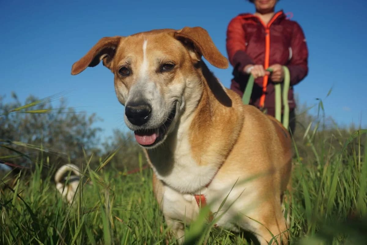 Vicky sucht eine liebevolle Familie, female young Mixed Breed for adoption at Petsearch.ch, Zurich