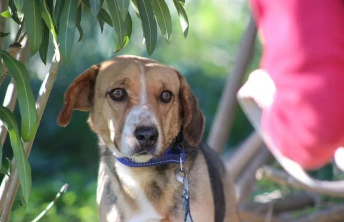 Bella sucht Menschen mit einem großen Herzen, female Mixed Breed for adoption at Petsearch.ch, Zurich