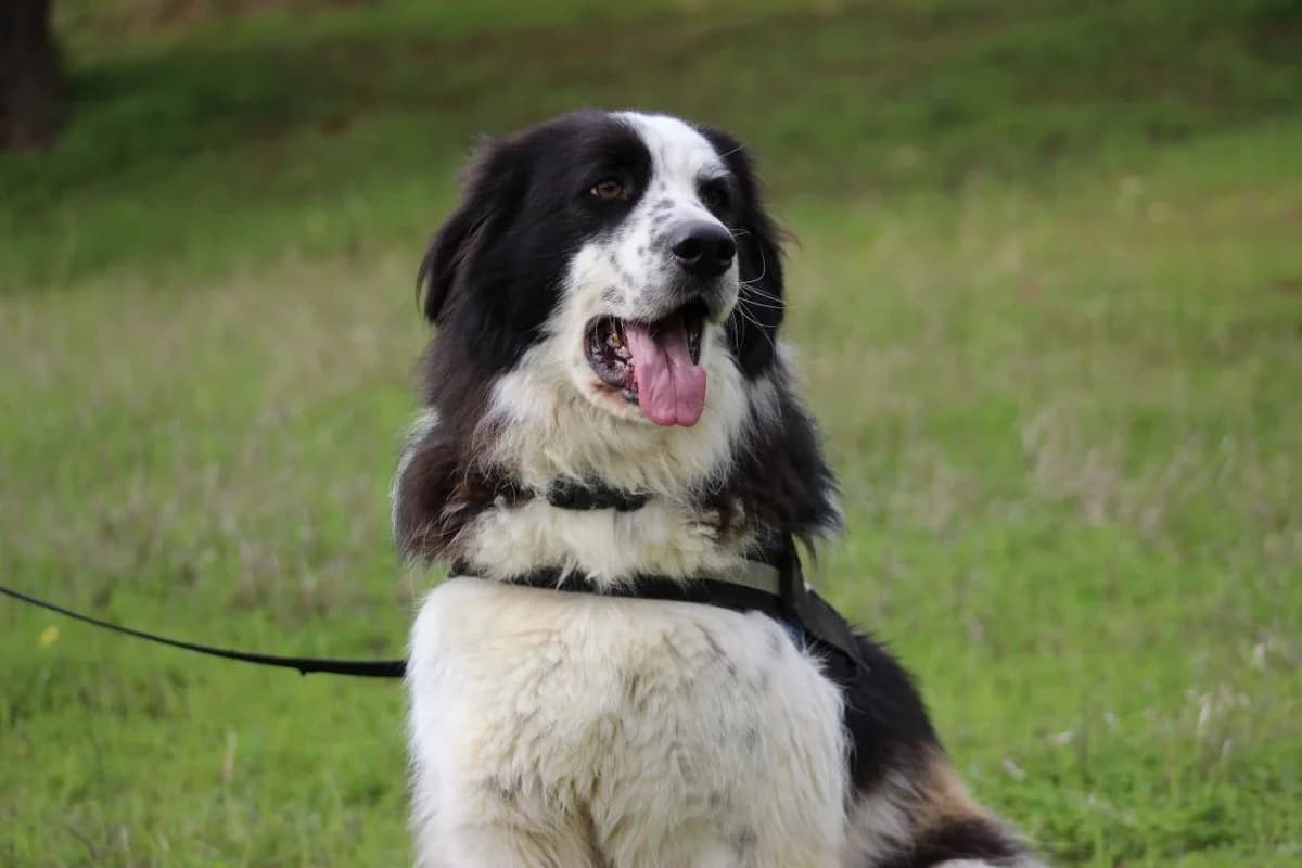 Eros – unser Sorgenkind, female Mixed Breed for adoption at Petsearch.ch, Zurich