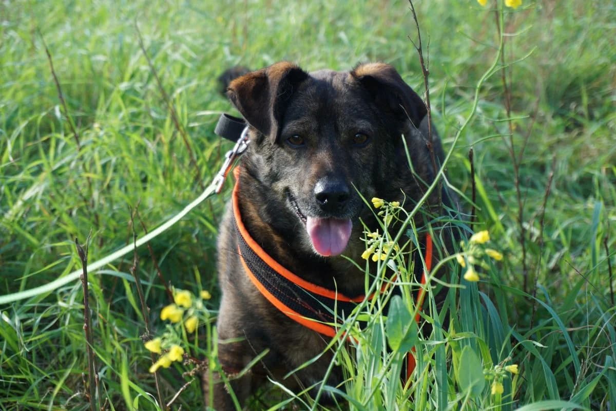 Dea möchte das Leben endlich kennenlernen, female young Mixed Breed for adoption at Petsearch.ch, Zurich
