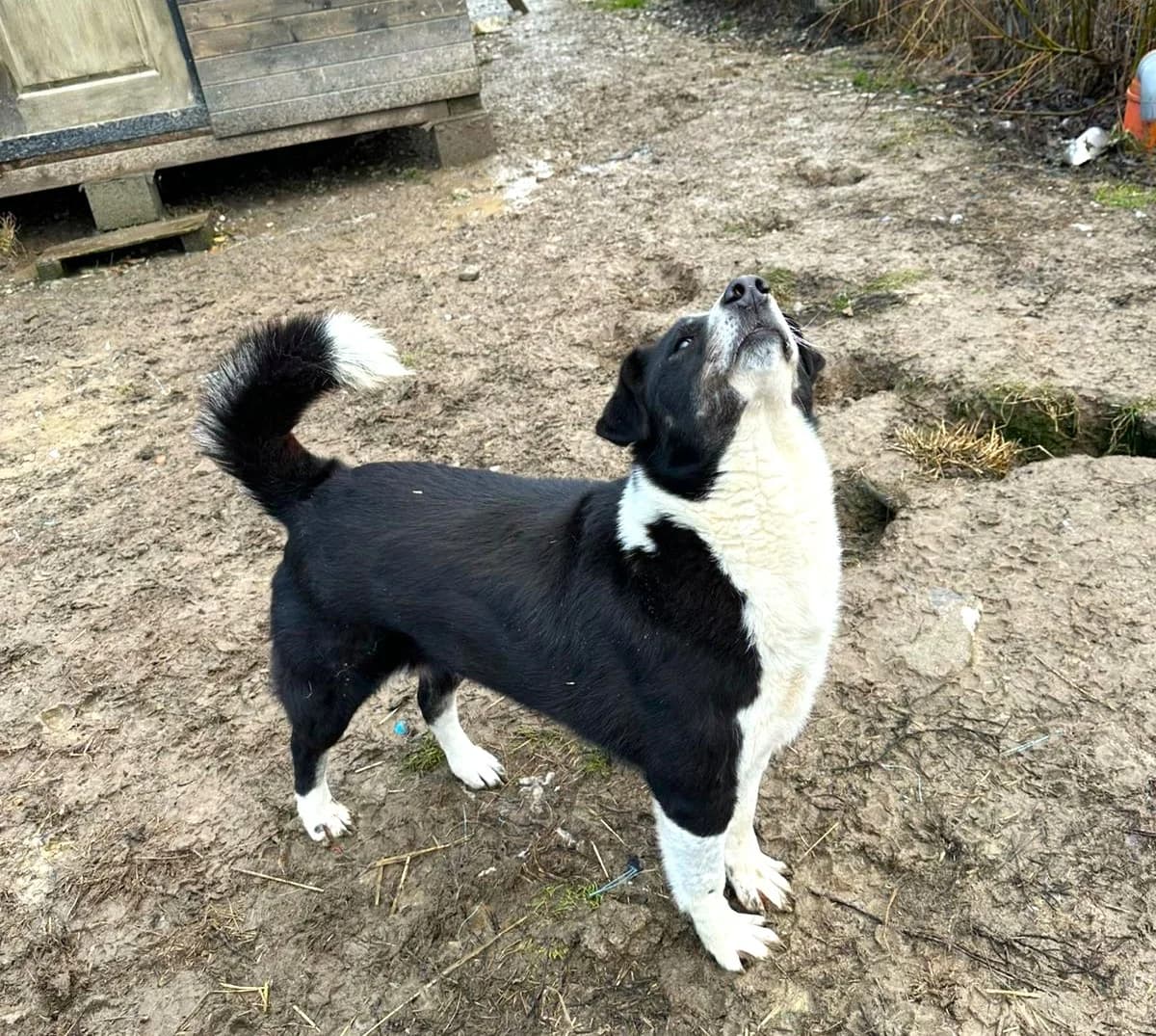 Api, female 7yo Mixed Breed for adoption at Rano & Huutch, Rano Huutch