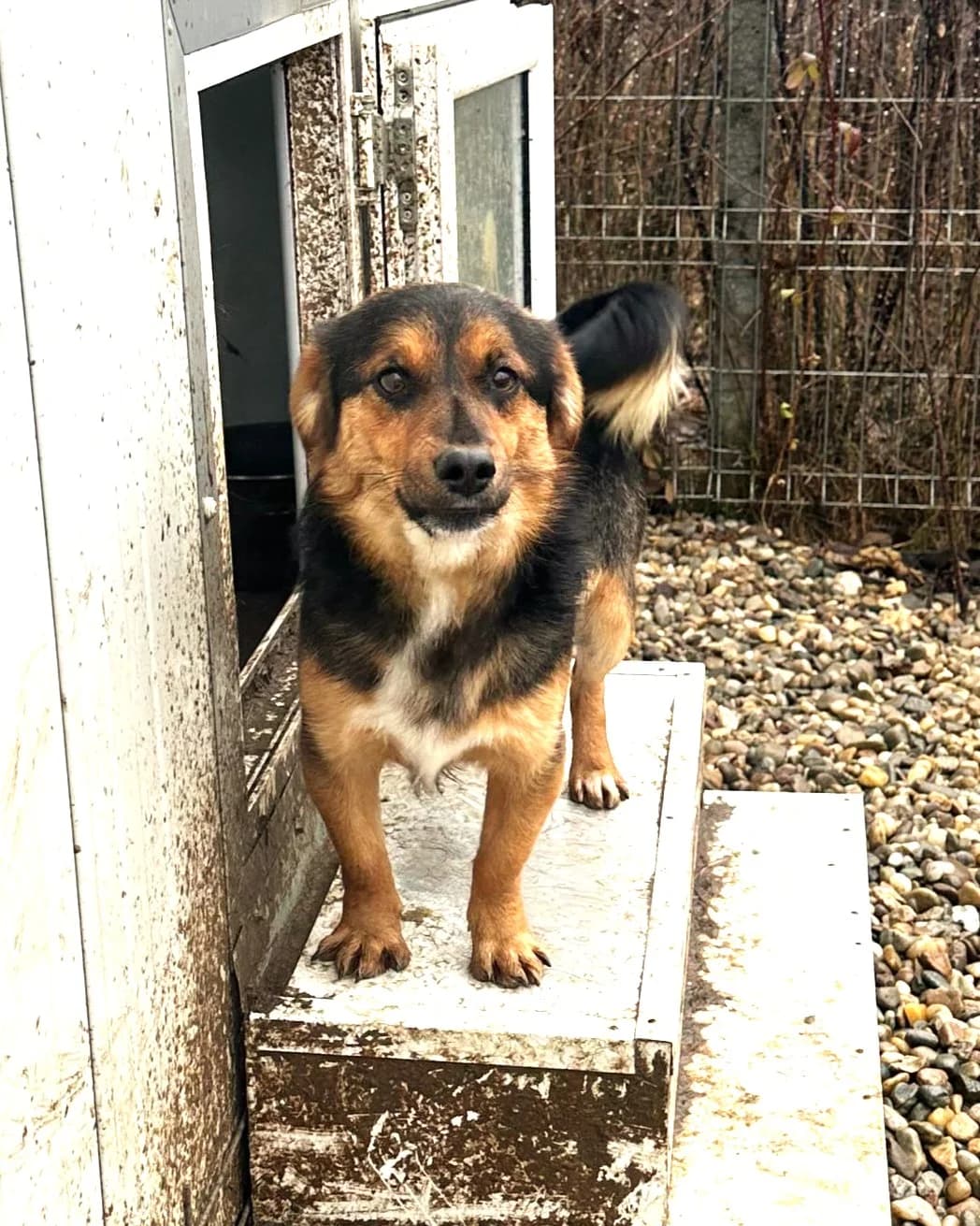 Rocky, male 3yo Mixed Breed for adoption at Rano & Huutch, Rano Huutch