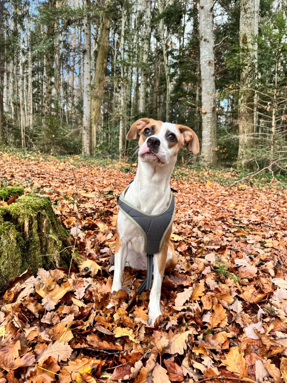 Daisy, female young mixed breed for adoption at Refuge de Cottendart, Switzerland