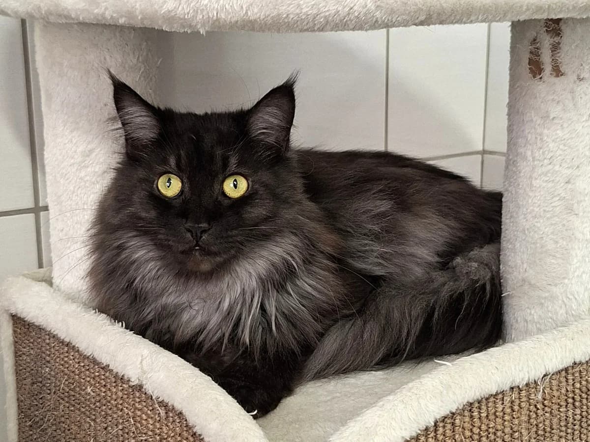 Kancoon, male 3yo Mixed Breed for adoption at Refuge de Cottendart, Switzerland