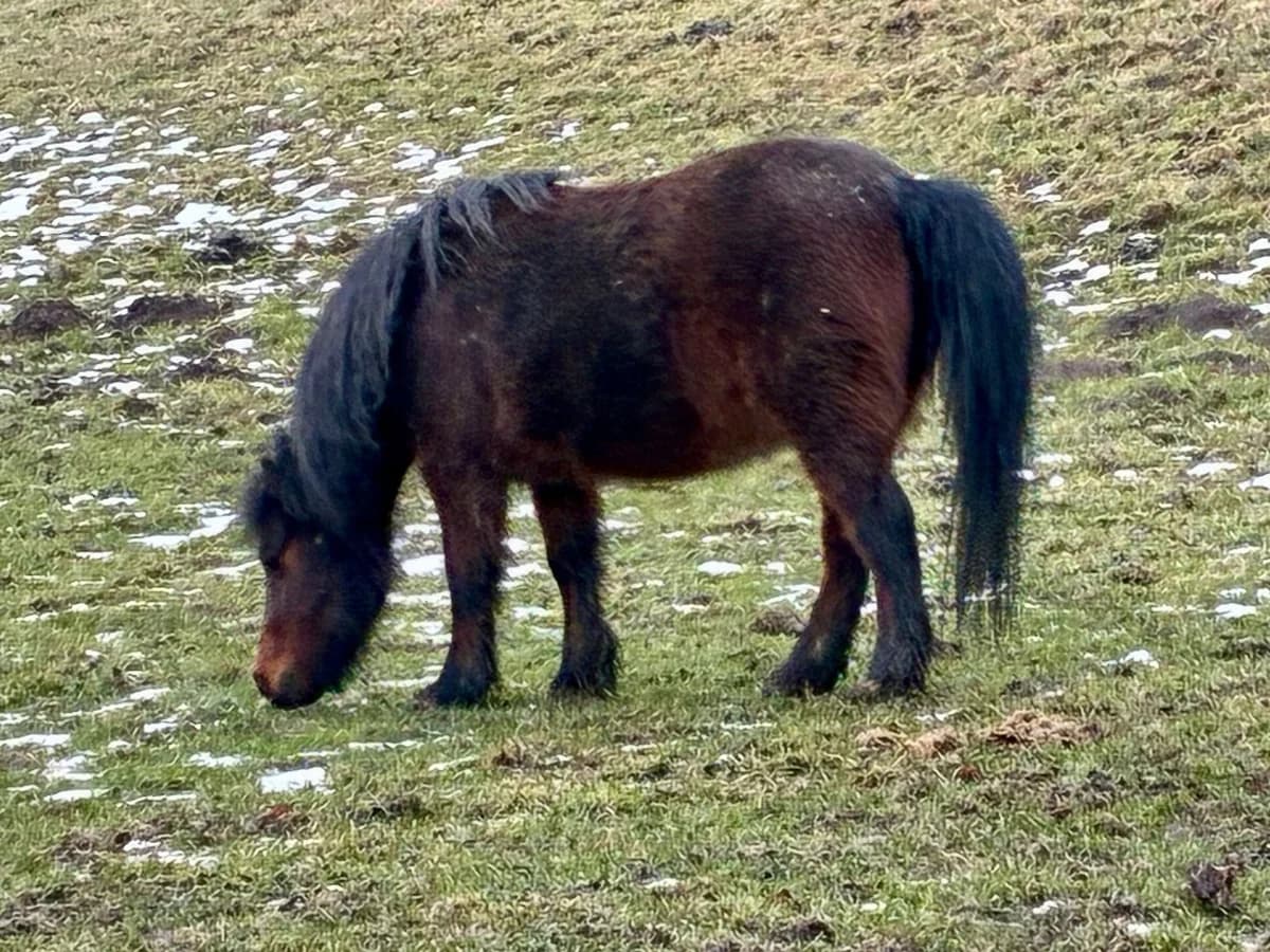 Chocolatine,  Mixed Breed for adoption at Refuge de Darwyn