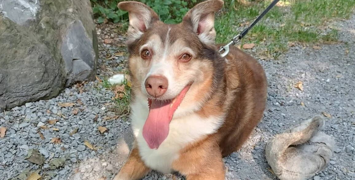 Dara, female puppy mixed breed for adoption at Sitterhöfli, Engelburg