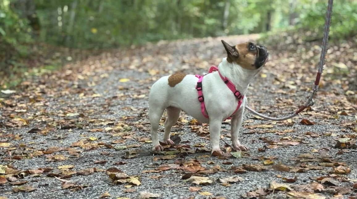 Pippa, female 7yo Mixed Breed for adoption at Sitterhöfli, Engelburg