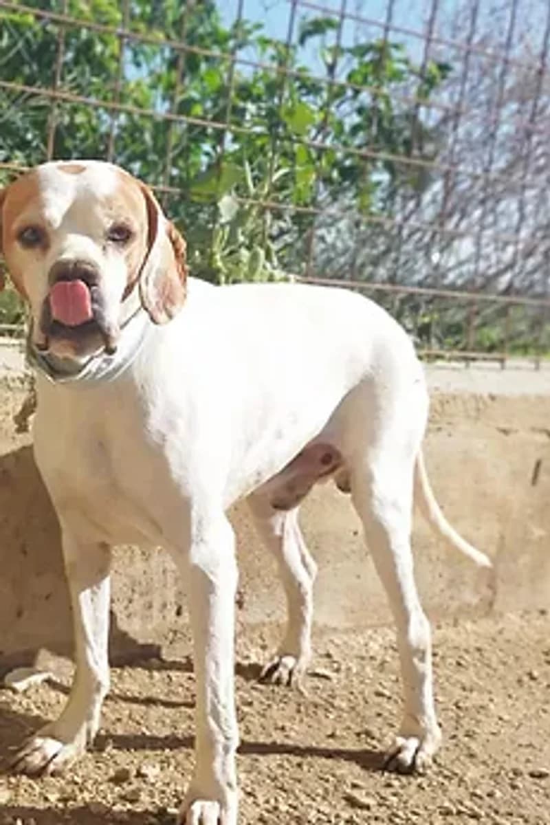 Michele, male senior Mixed Breed for adoption at Siziliens vergessene Seelen, Sizilien