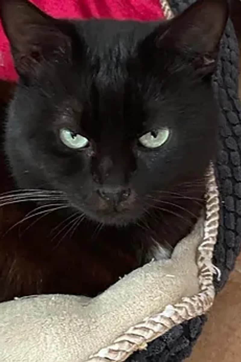 Nero, male 4yo mixed breed for adoption at Siziliens vergessene Seelen, Sizilien