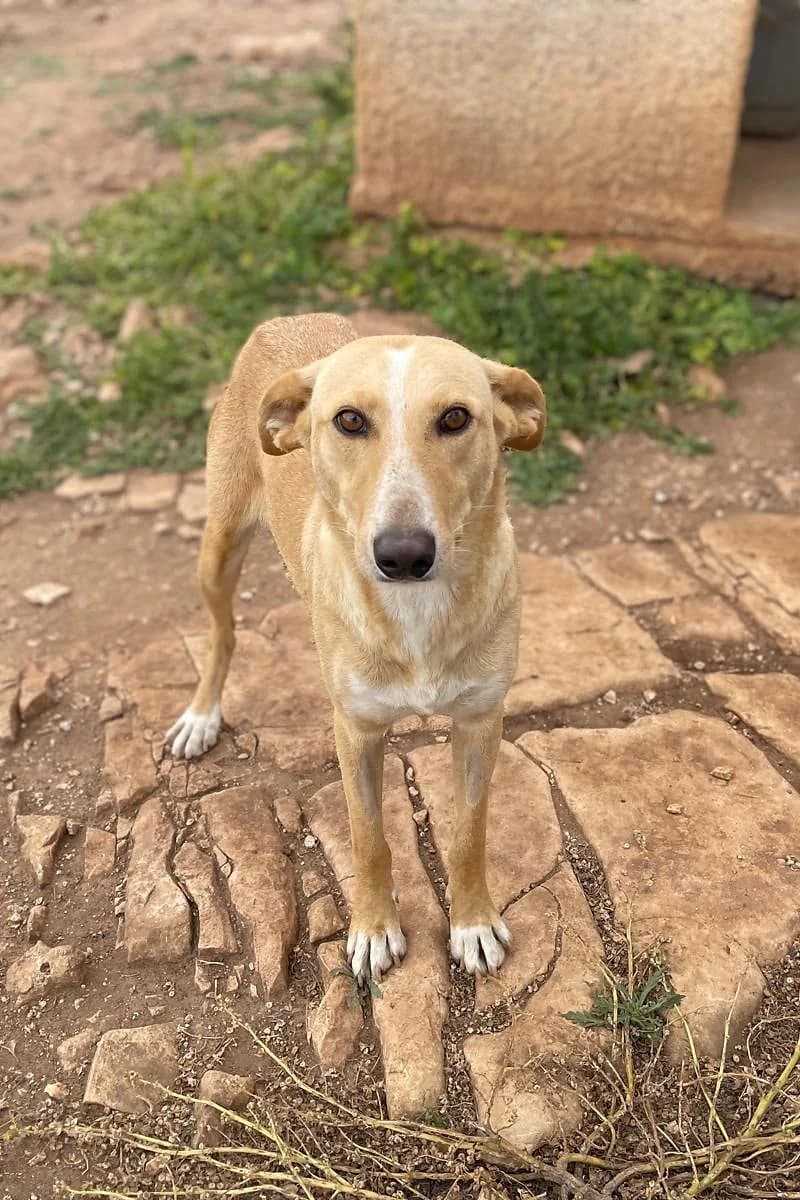 Batia, female senior Mixed Breed for adoption at Siziliens vergessene Seelen, Sizilien