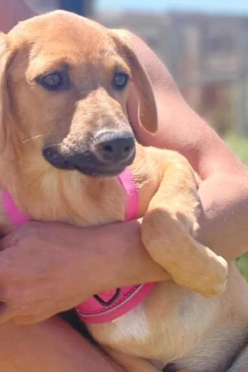 Maurizio, male senior Mixed Breed for adoption at Siziliens vergessene Seelen, Sizilien