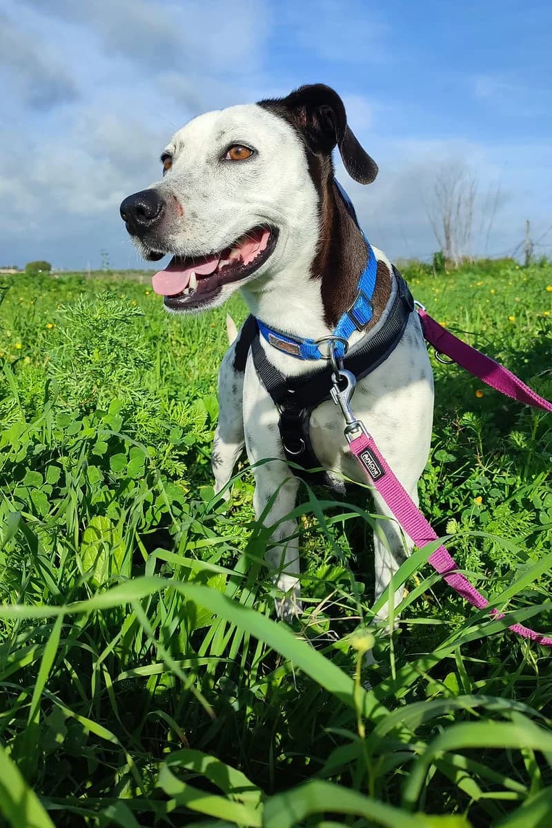 Casper, male puppy Mixed Breed for adoption at Siziliens vergessene Seelen, Sizilien