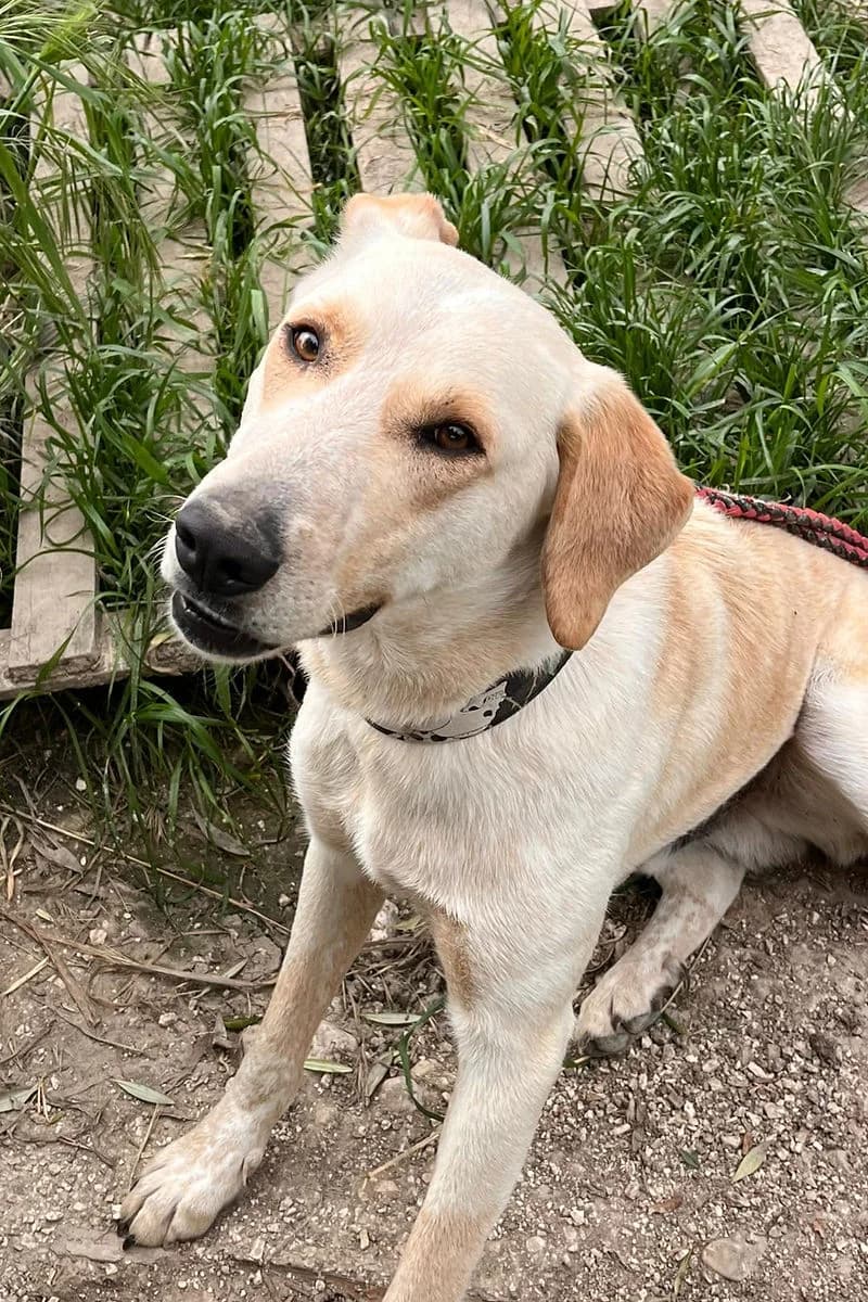 Sammy, male senior Mixed Breed for adoption at Siziliens vergessene Seelen, Sizilien