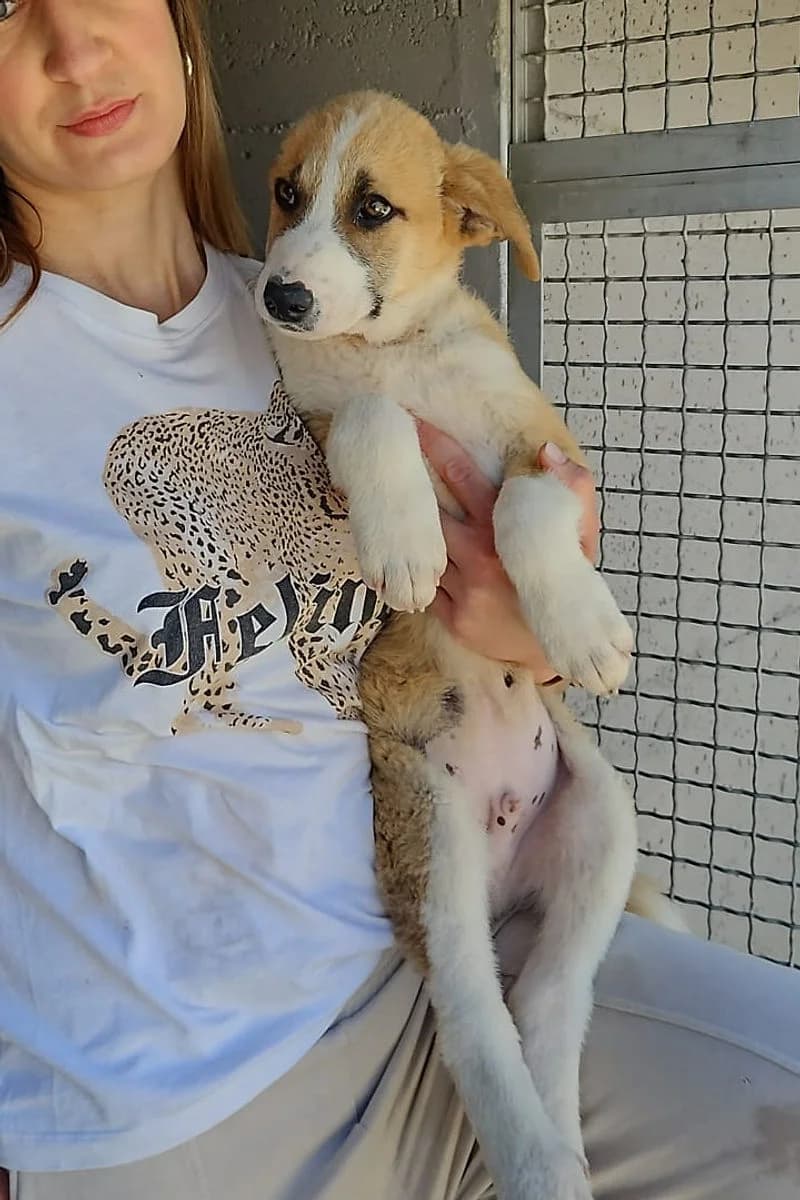 Tippy, male puppy Mixed Breed for adoption at Siziliens vergessene Seelen, Sizilien