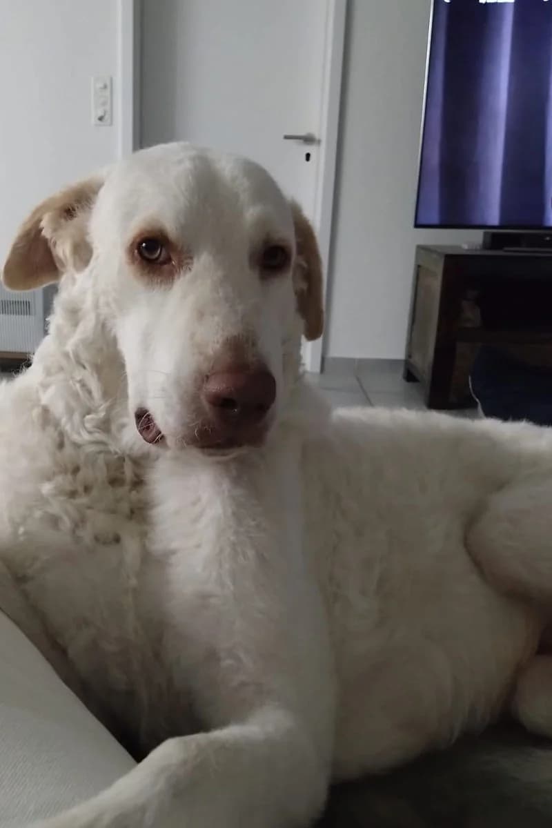 Sebastian, male Mixed Breed for adoption at Siziliens vergessene Seelen, Sizilien