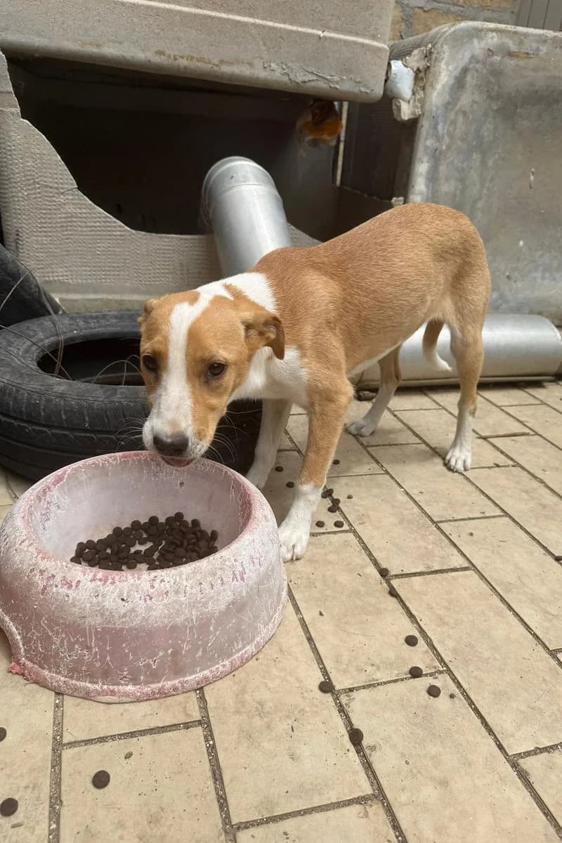 Kanun, female Mixed Breed for adoption at Siziliens vergessene Seelen, Sizilien