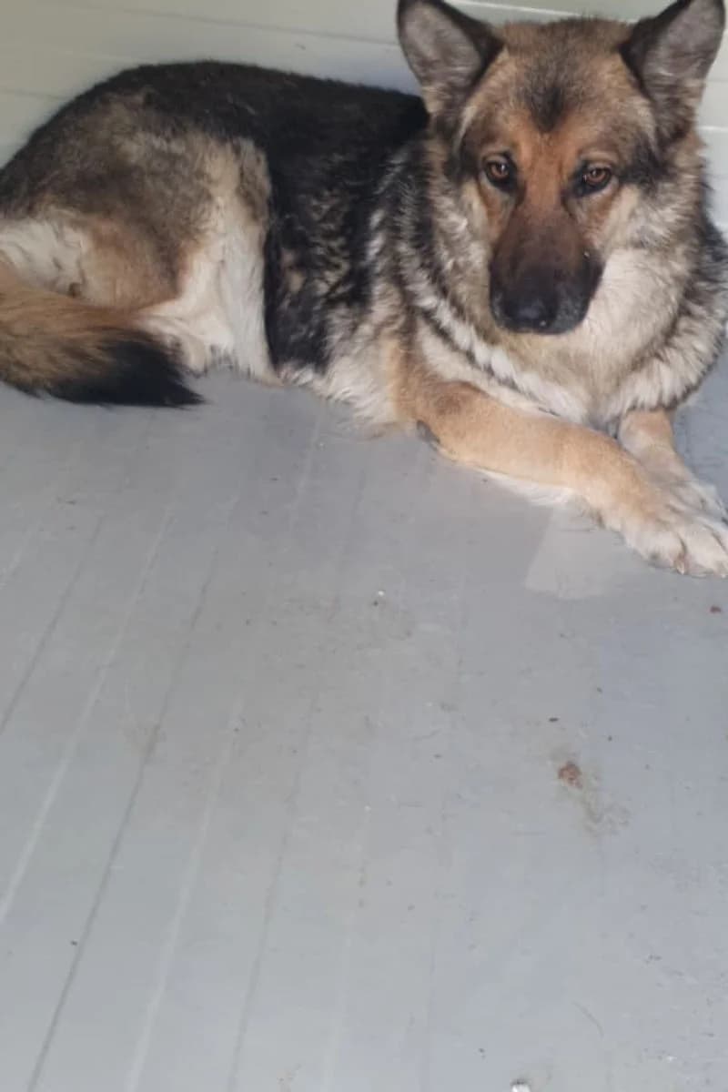 Gemma, female 6yo Mixed Breed for adoption at Siziliens vergessene Seelen, Sizilien