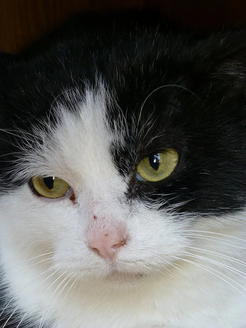 Chateigne,  Mixed Breed for adoption at SOS Chats, Genève