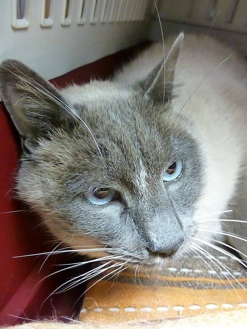 Criard,  Mixed Breed for adoption at SOS Chats, Genève