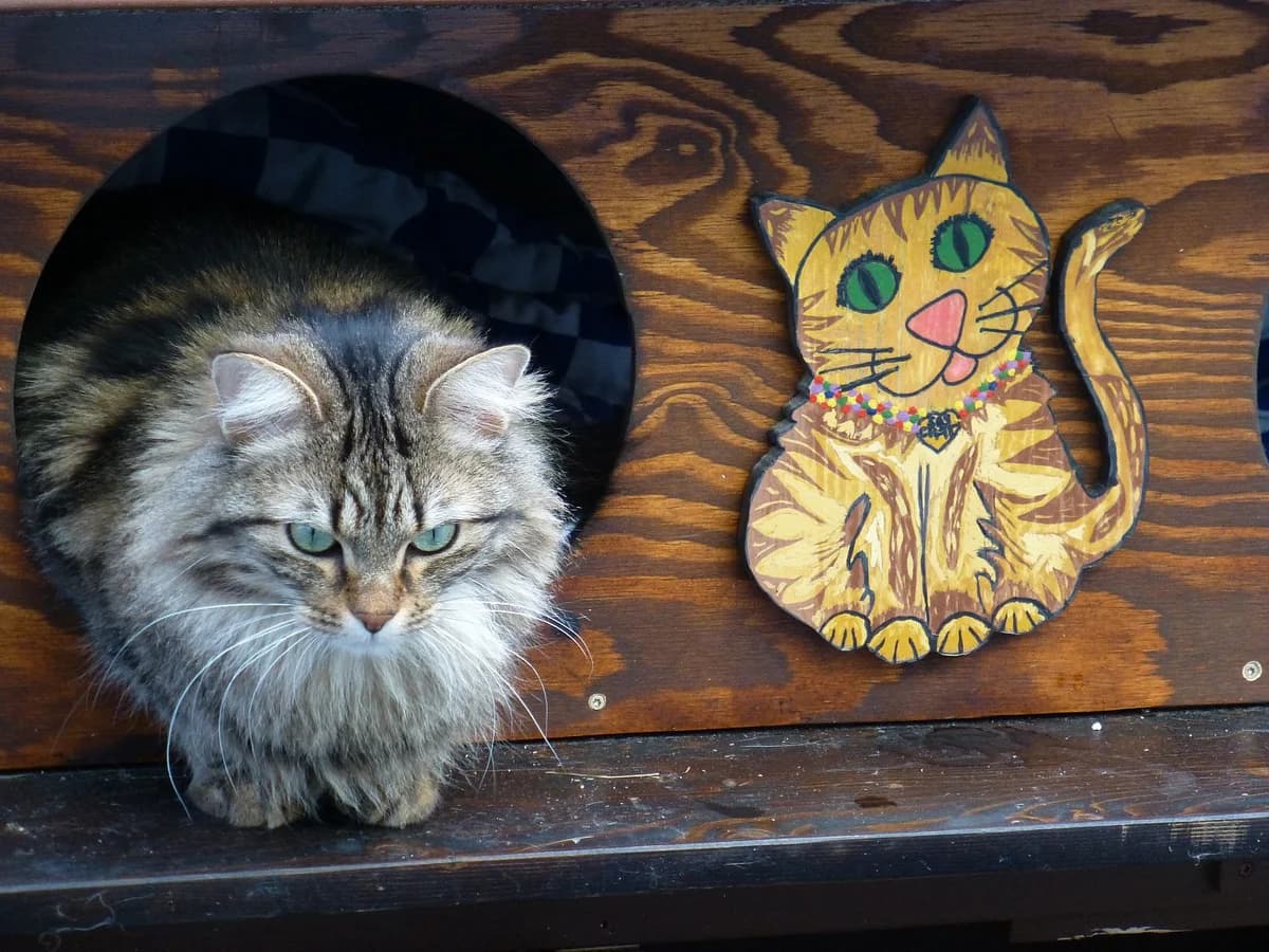 Musa,  Mixed Breed for adoption at SOS Chats, Genève