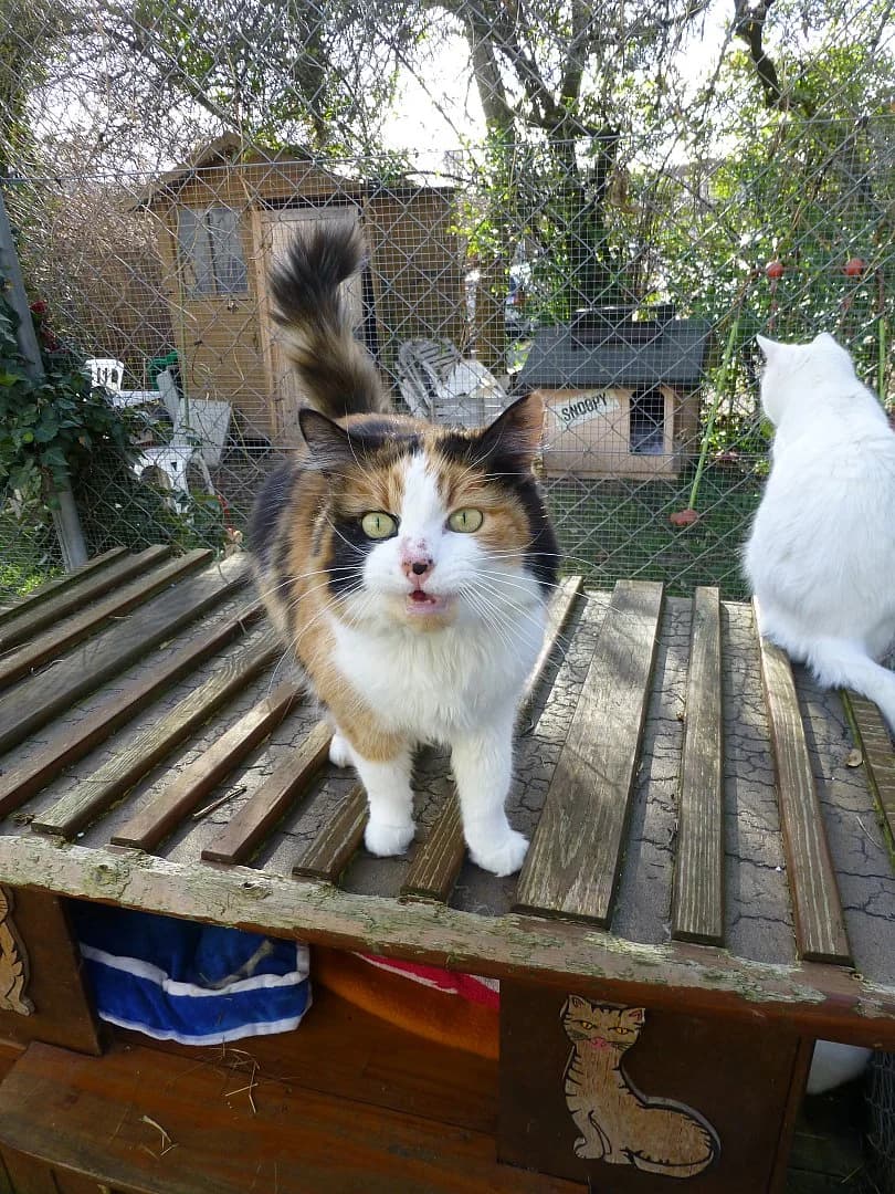 Lilou,  Mixed Breed for adoption at SOS Chats, Genève