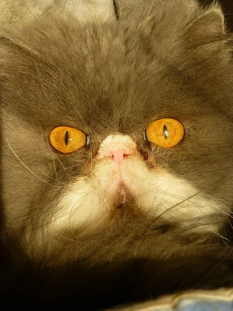 Pasha,  Mixed Breed for adoption at SOS Chats, Genève