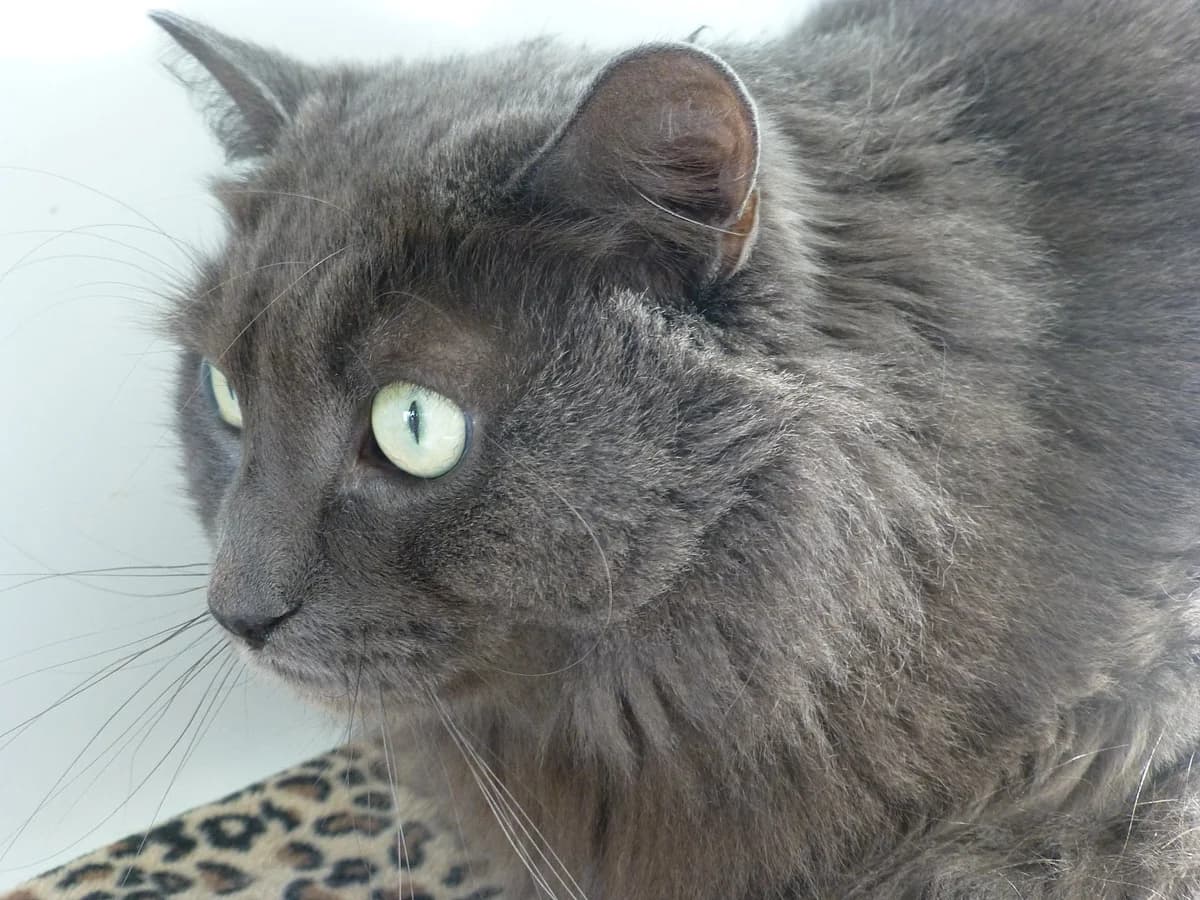 Griboui,  Mixed Breed for adoption at SOS Chats, Genève