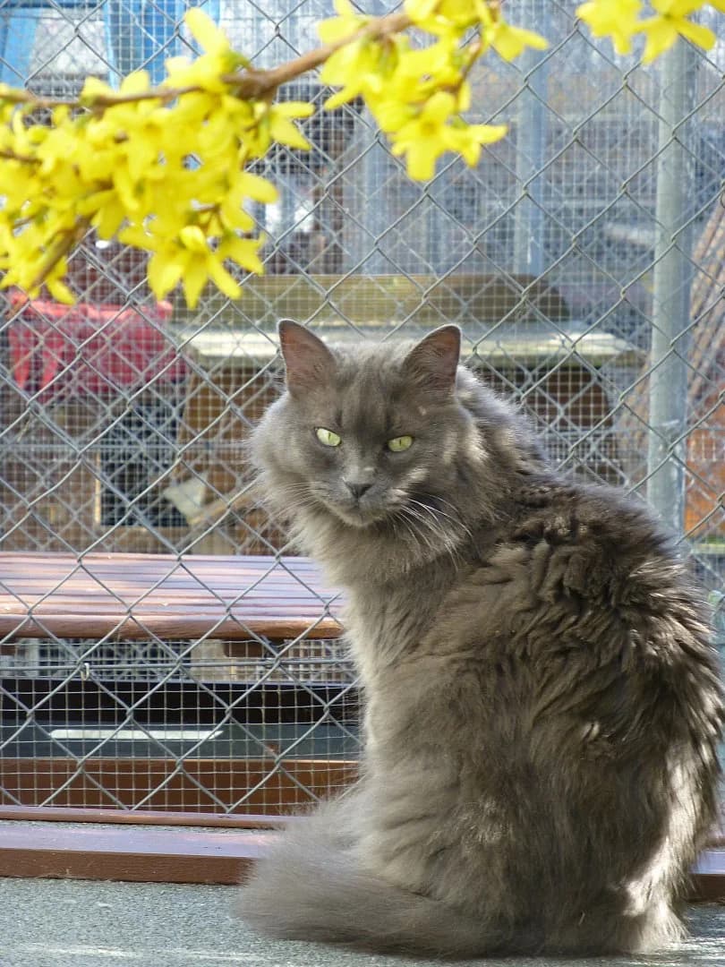 Freya,  Mixed Breed for adoption at SOS Chats, Genève