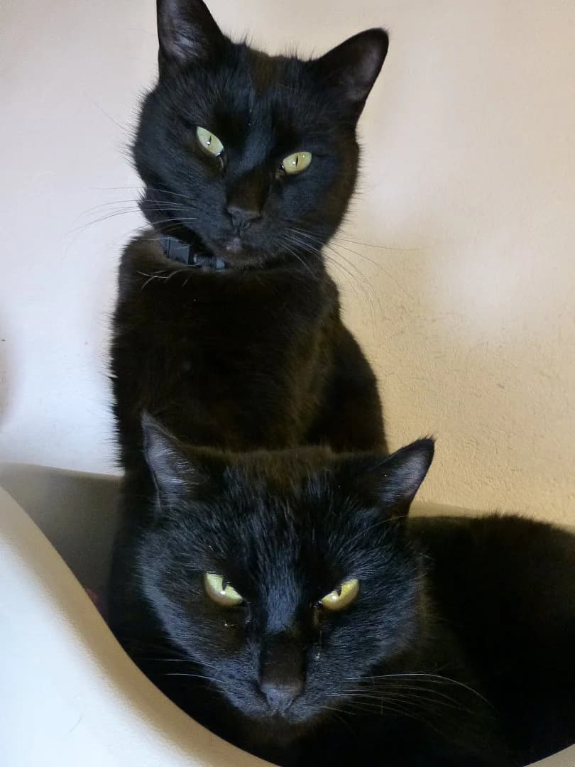 Les,  Mixed Breed for adoption at SOS Chats, Genève