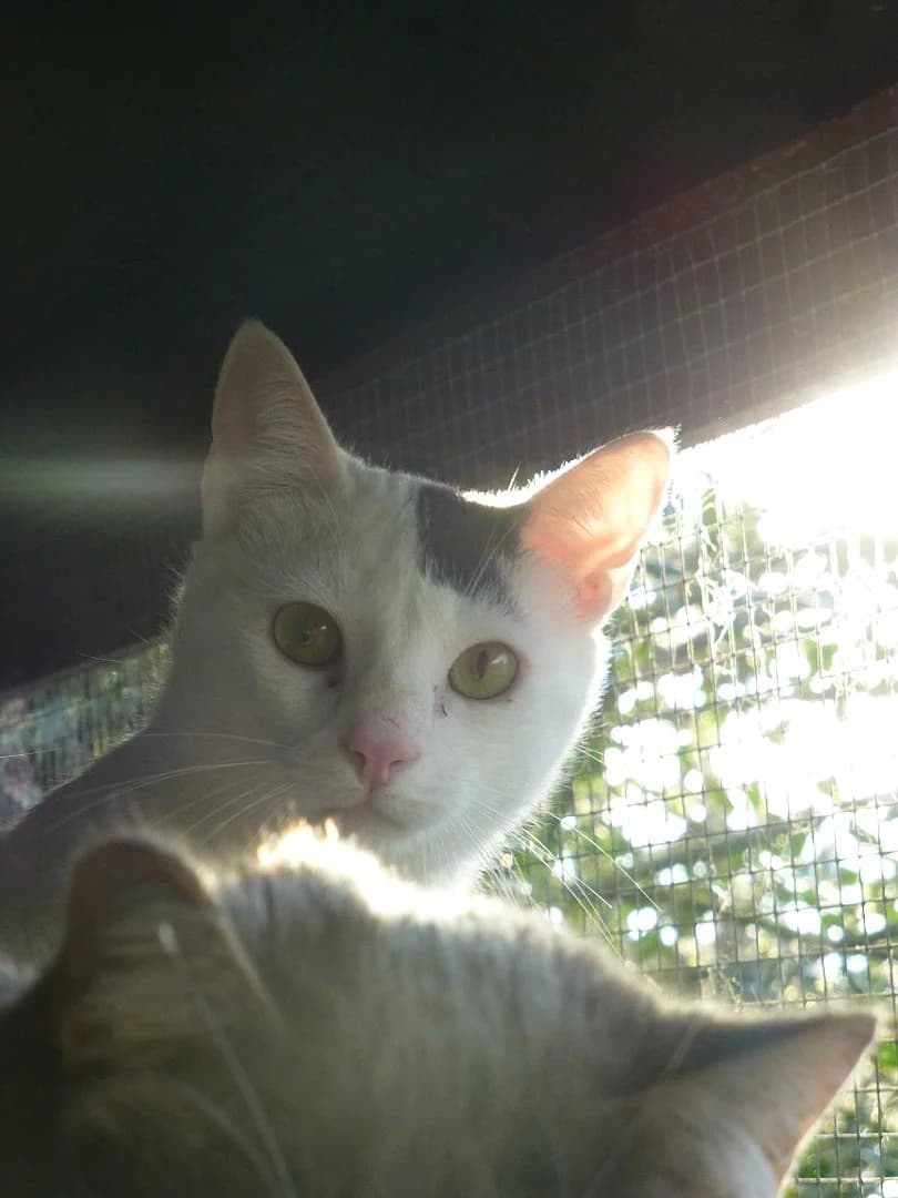 Tito,  Mixed Breed for adoption at SOS Chats, Genève