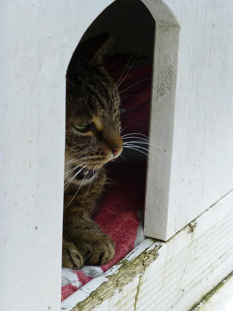Dolly,  Mixed Breed for adoption at SOS Chats, Genève