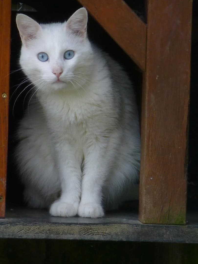 Muffin,  Mixed Breed for adoption at SOS Chats, Genève
