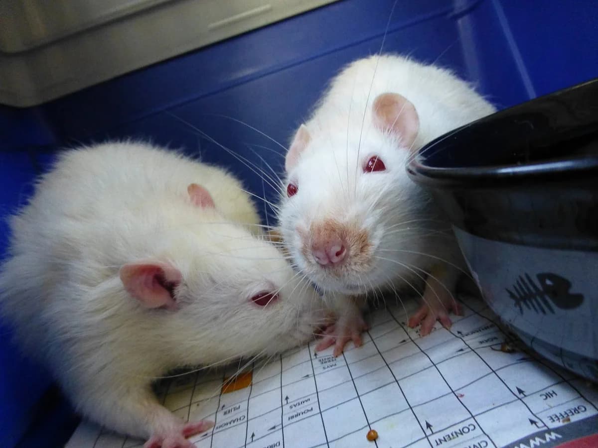 Les,  Mixed Breed for adoption at SOS Chats, Genève